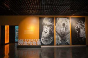 中(zhōng)國(guó)濕地博物(wù)館瀕危動物(wù)展展覽圖